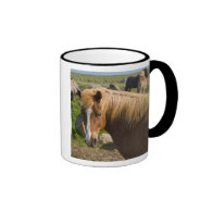 Icelandic Horses in northeastern Iceland. Coffee Mug