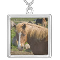 Icelandic Horses in northeastern Iceland. Necklaces