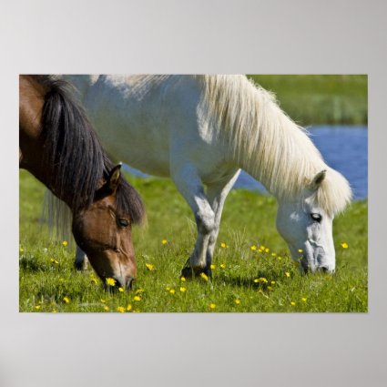 Icelandic Horses Photo Print
