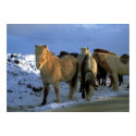 Icelandic Horses in Winter posters by beverlytazangel Icelandic Horses in Winter posters