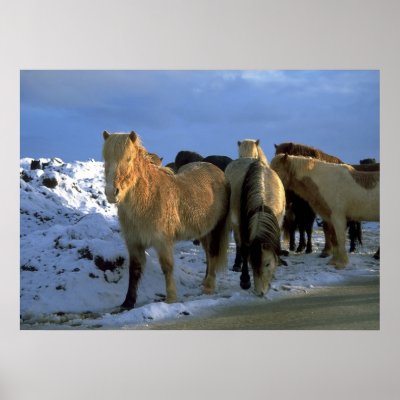 Icelandic Horses in Winter Posters