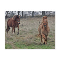 Icelandic horses postcards by Thorninger Icelandic horses postcards