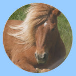 Icelandic pony plates