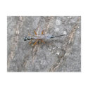 Ichneumon Fly on Log Postcard by CarolsCamera Ichneumon Fly on Log Postcard