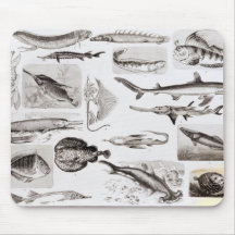 Ichthyology- Elasmobranch, Ganoid Mousepads