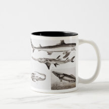 Ichthyology- Elasmobranch, Ganoid Mug