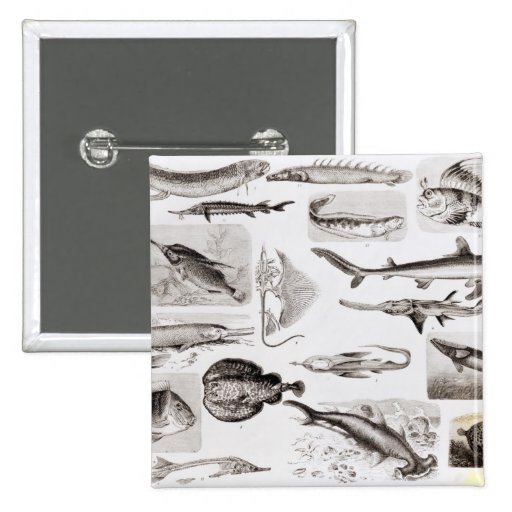 Ichthyology- Elasmobranch, Ganoid Pinback Buttons