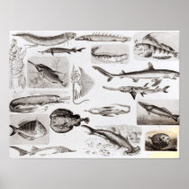 Ichthyology- Elasmobranch, Ganoid Posters