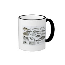 Ichthyology Osseous Fishes Coffee Mugs