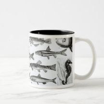 Ichthyology, Osseous Fishes, Marisipobranchs Mug