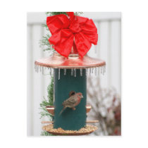 Icy Bird Feeder with Bird Post Cards