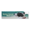 icybluebordercollie, Border Collies Rule bumper stickers by jenniekurono icybluebordercollie, Border Collies Rule bumper stickers