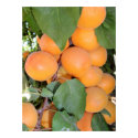Idaho Apricots posters