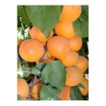 Idaho Apricots