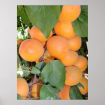 Idaho Apricots Poster