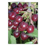Idaho Bing Cherries