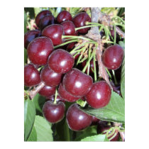 Idaho Bing Cherries posters by joeyartist Idaho Bing Cherries posters