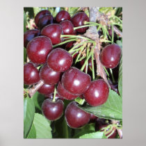 Idaho Bing Cherries Posters