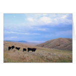 Idaho Black Angus Cattle