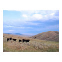 Idaho Black Angus Cattle posters by joeyartist Idaho Black Angus Cattle posters