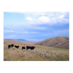 Idaho Black Angus Cattle