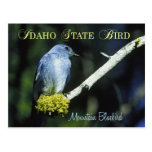 Idaho State Bird - Mountain Bluebird Post Cards