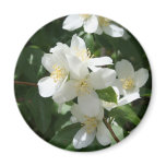 Idaho State Flower, the Syringa