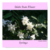 Idaho State Flower, the Syringa posters by Art_By_Linda Idaho State Flower, the Syringa posters