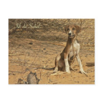 Idi postcard of the Sahel