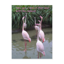 Idiot with camera postcards by dduhaime55 Idiot with camera postcards