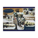 Iditarod 2010 Postcard postcard