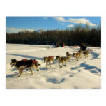 Iditarod Trail Sled Dog Race Post Card