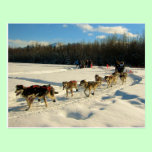 Iditarod Trail Sled Dog Race postcards