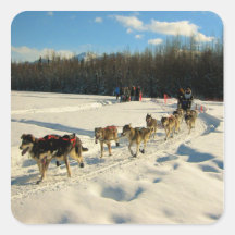 Iditarod Trail Sled Dog Race Square Stickers