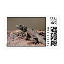 IDKP Brown lizard stamp