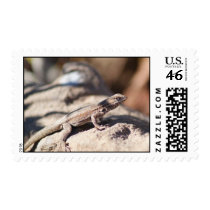 IDKP Brown lizard stamp