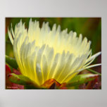 Ie Plant Flower 2 Poster