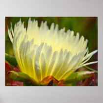 Ie Plant Flower 2 Poster
