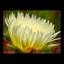 Ie Plant Flower 2 posters