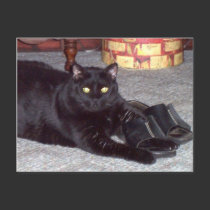 "If The Shoe Fits" Cat Postcard by Victoreeah "If The Shoe Fits" Cat Postcard