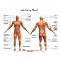 IFA Anatomy Chart posters by IFAfitness IFA Anatomy Chart posters