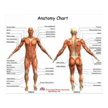 IFA Anatomy Chart posters by IFAfitness IFA Anatomy Chart posters