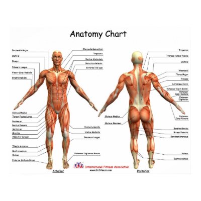 IFA Anatomy Chart Posters by IFAfitness