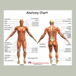 IFA Anatomy Chart Posters