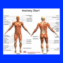 IFA Anatomy Chart Posters