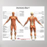 IFA Anatomy Chart Posters