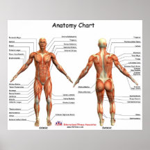 IFA Anatomy Chart Posters