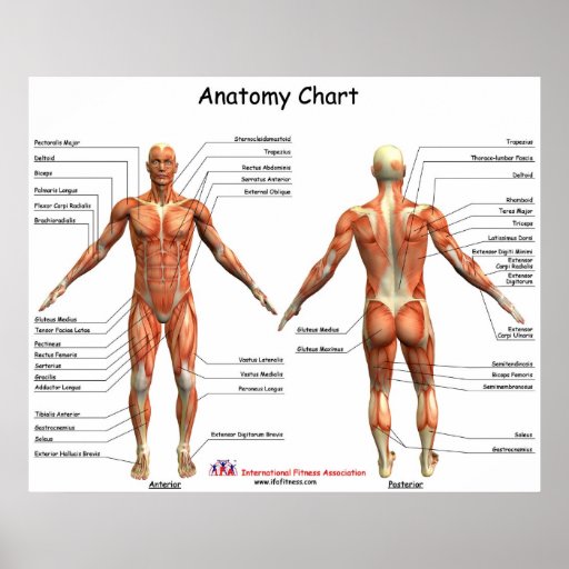 IFA Anatomy Chart Posters