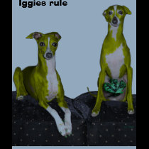 Iggies rule t-shirts
