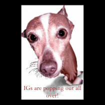 Iggy Pop posters